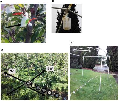 Methods for quantifying rain-splash dispersal of Neonectria ditissima conidia in apple canopies